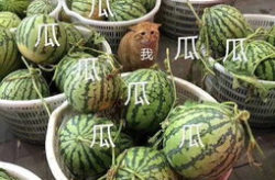 娱乐吃瓜最新瓜,神秘事件引发热议，真相即将揭晓！