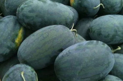 瓜家人在洛杉矶娱乐吃瓜号,瓜家人吃瓜大揭秘