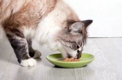 娱乐吃瓜猫咪视频大全下载,萌宠欢乐时光集锦