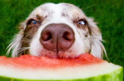 娱乐吃瓜菌小狗视频大全,小狗视频大全趣味盘点