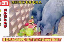 西瓜视频吃瓜猪娱乐,西瓜视频热门搞笑内容盘点
