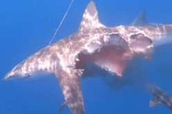 娱乐吃瓜酱鲨鱼视频下载,揭秘鲨鱼视频下载背后的秘密