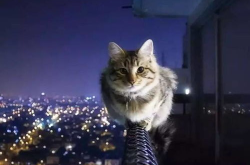 娱乐吃瓜猫捉鸟百度云,猫捉鸟事件全网热议，百度云揭秘幕后真相