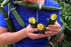 娱乐吃瓜酱精神小伙,揭秘精神小伙的潮流生活