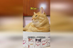 娱乐吃瓜猫,揭秘娱乐圈那些不为人知的幕后故事