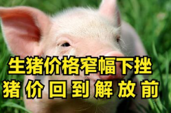 猪价格,供需博弈下的市场动态与养殖户挑战”