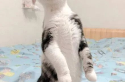 相扑猫微密圈吃瓜网,揭秘吃瓜网上的萌宠相扑大赛